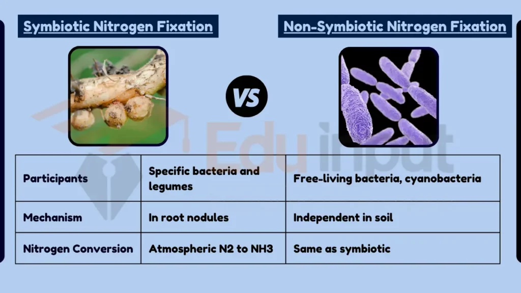 image showing Difference Between Symbiotic and Non-Symbiotic Nitrogen Fixation