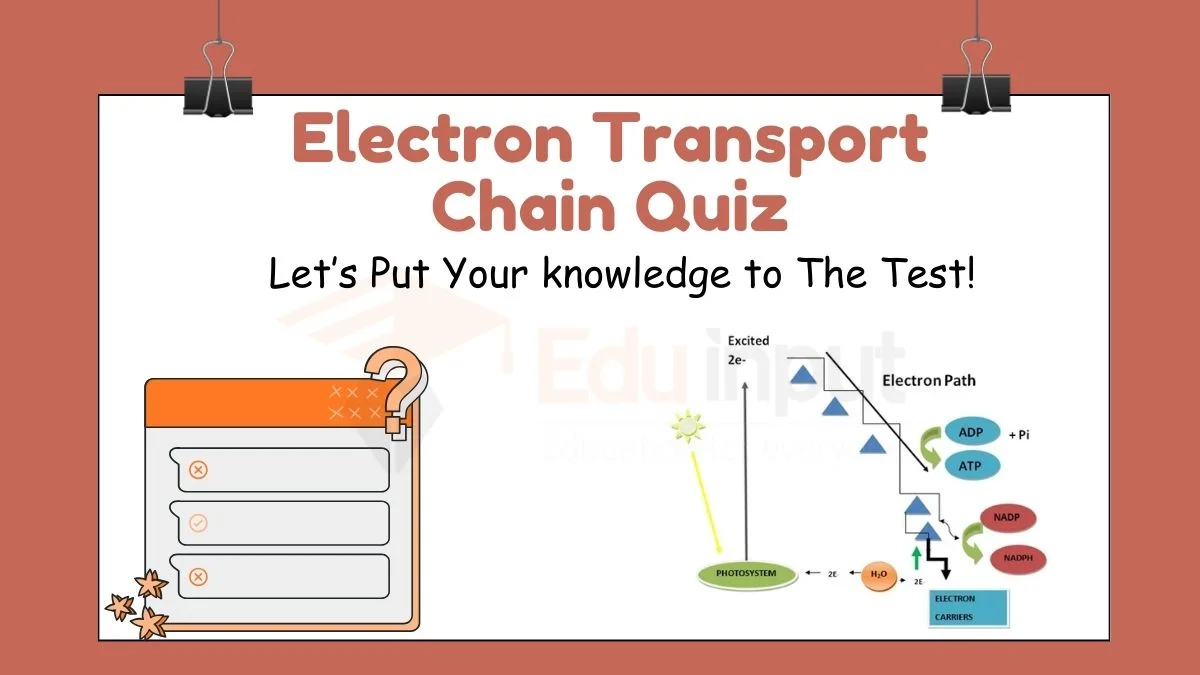 Electron Transport Chain Quiz