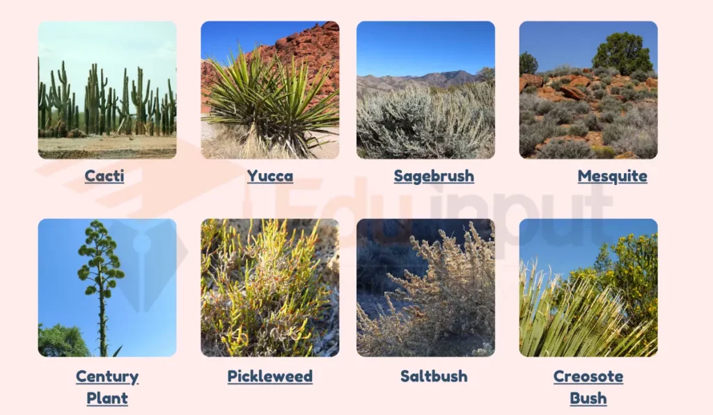 image showing Examples of Xerophytes Plants