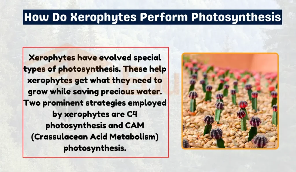 image showing How Do Xerophytes Perform Photosynthesis