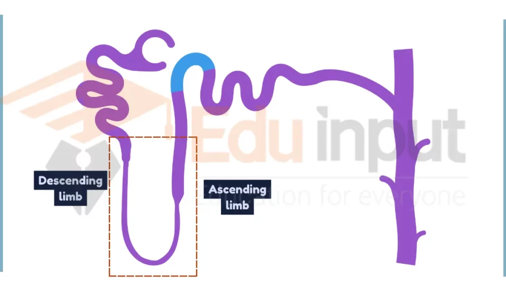 Image of Loop of Henle in nephron