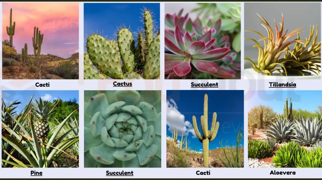 Image of xerophytes as an example of osmoregulation in plants