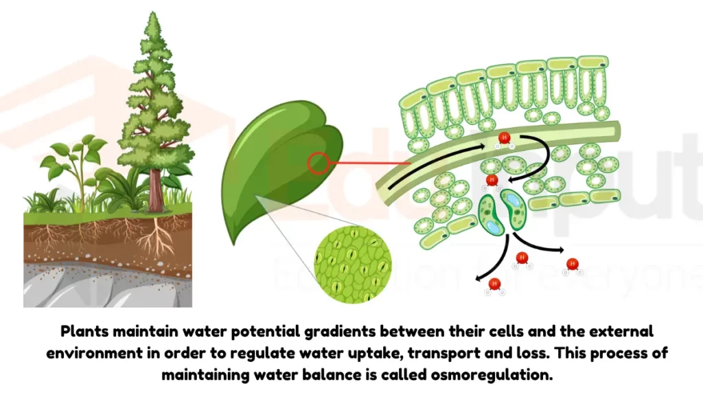 image showing Osmoregulation in Plants Definition