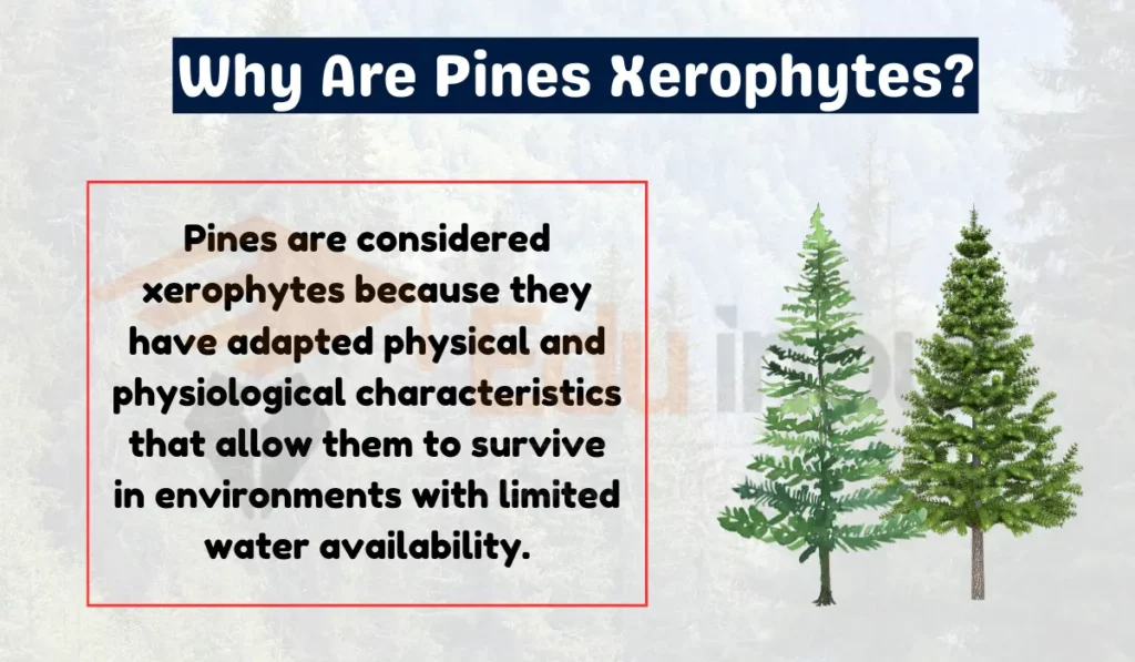 Why Are Pines Xerophytes IMAGE