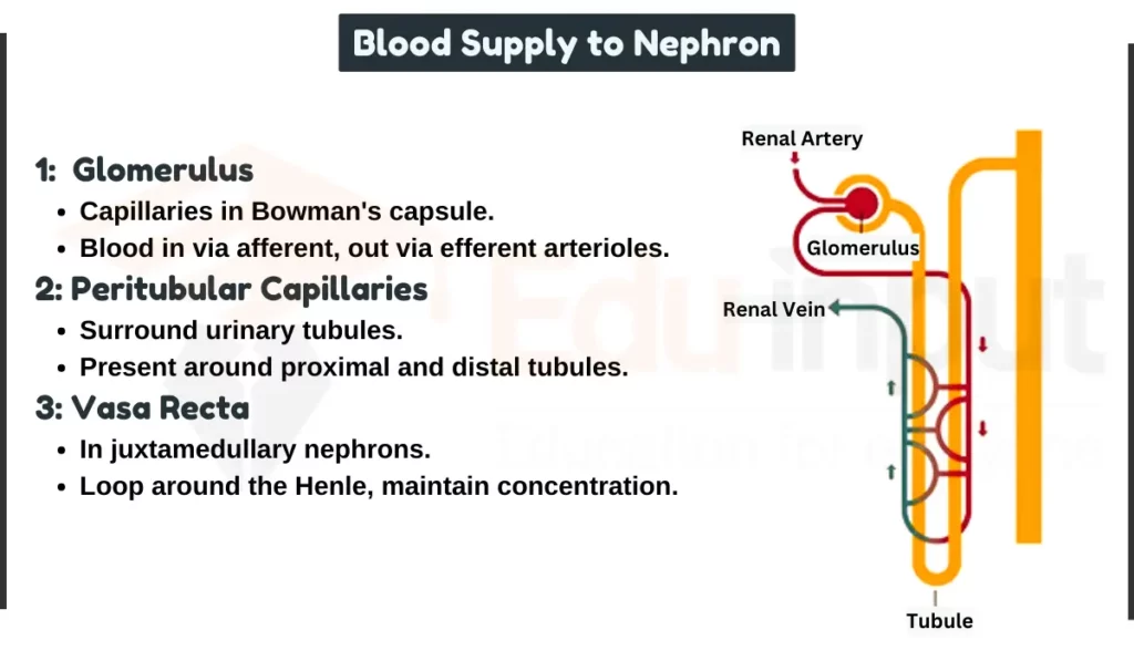 image of Blood Supply to Nephron