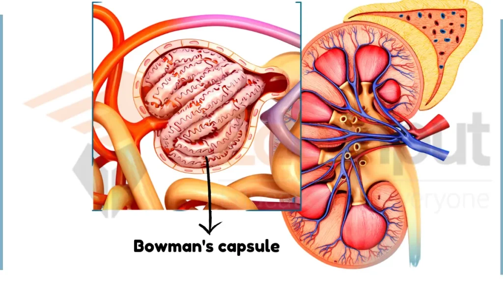 image of Bowmans capsule in nephron