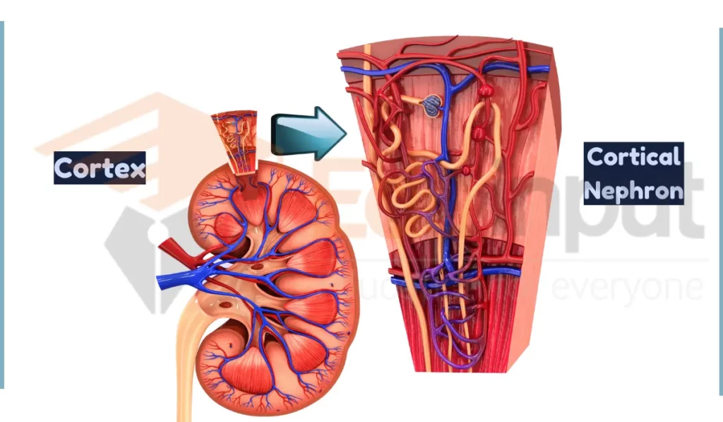 image of Cortical Nephron in nephron