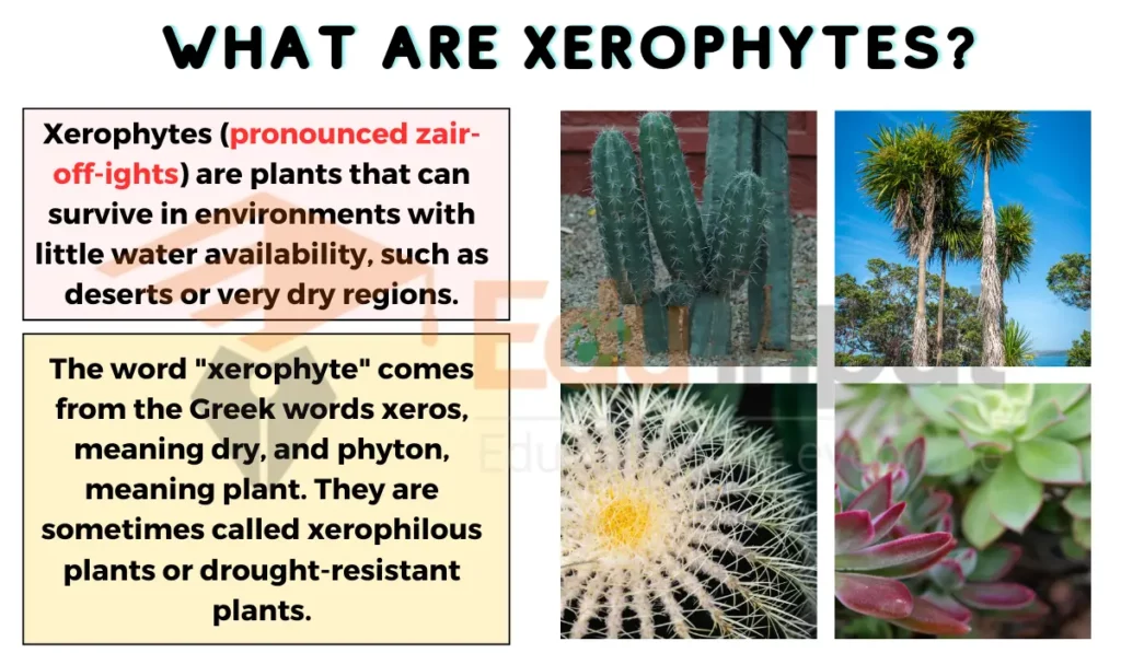 image showing what a Xerophytes