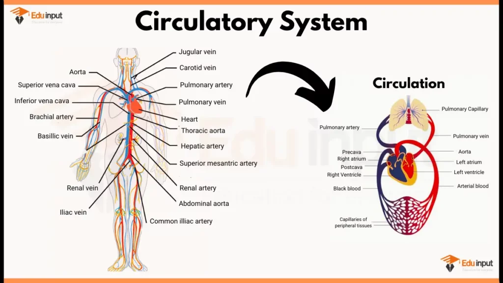 image showing Human Circulatory System Diagram, and circulation path