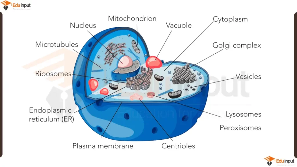 Diagram of Animal cell