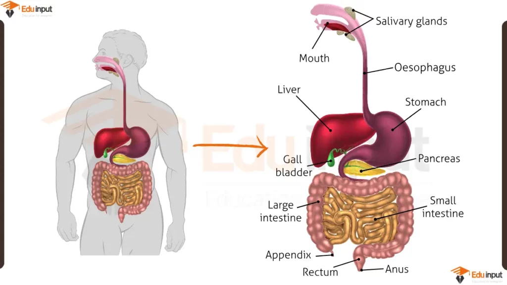 image showing labelled Human Digestive System Diagram