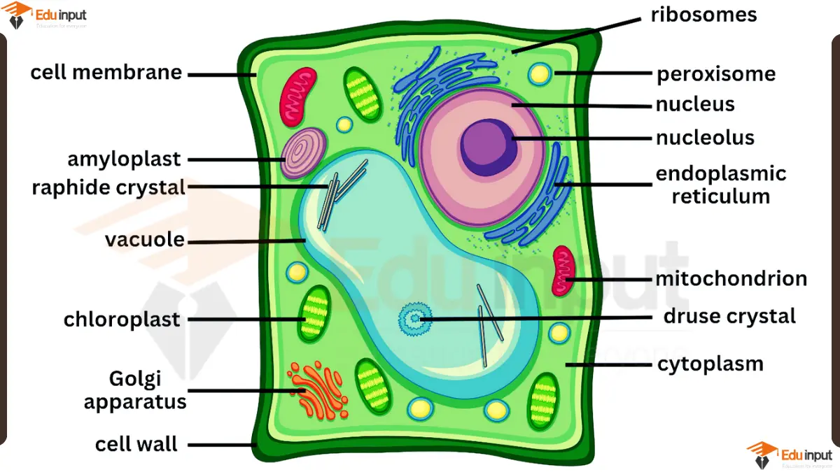 Labeled Plant Cell Diagram & Functions