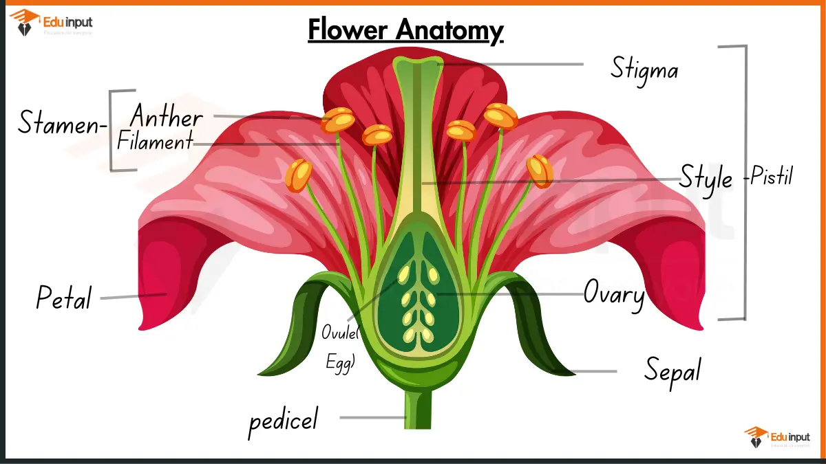 Parts of a Plant & Complete Flower Anatomy