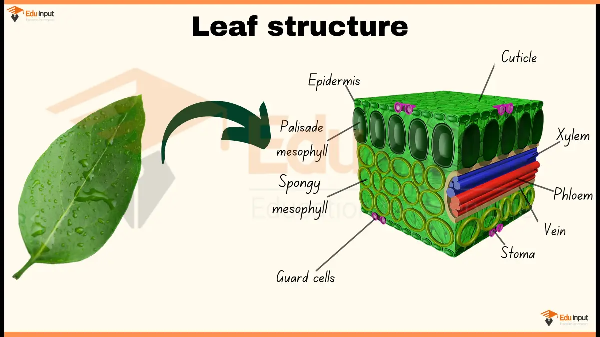 Leaf Cross Section Diagram and Function of Its Parts