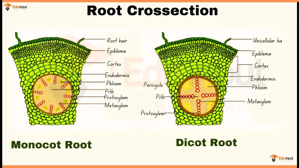 image showing Monocot & Discot Root Cross-Section Diagram, internal structure of Monocot & Discot Root