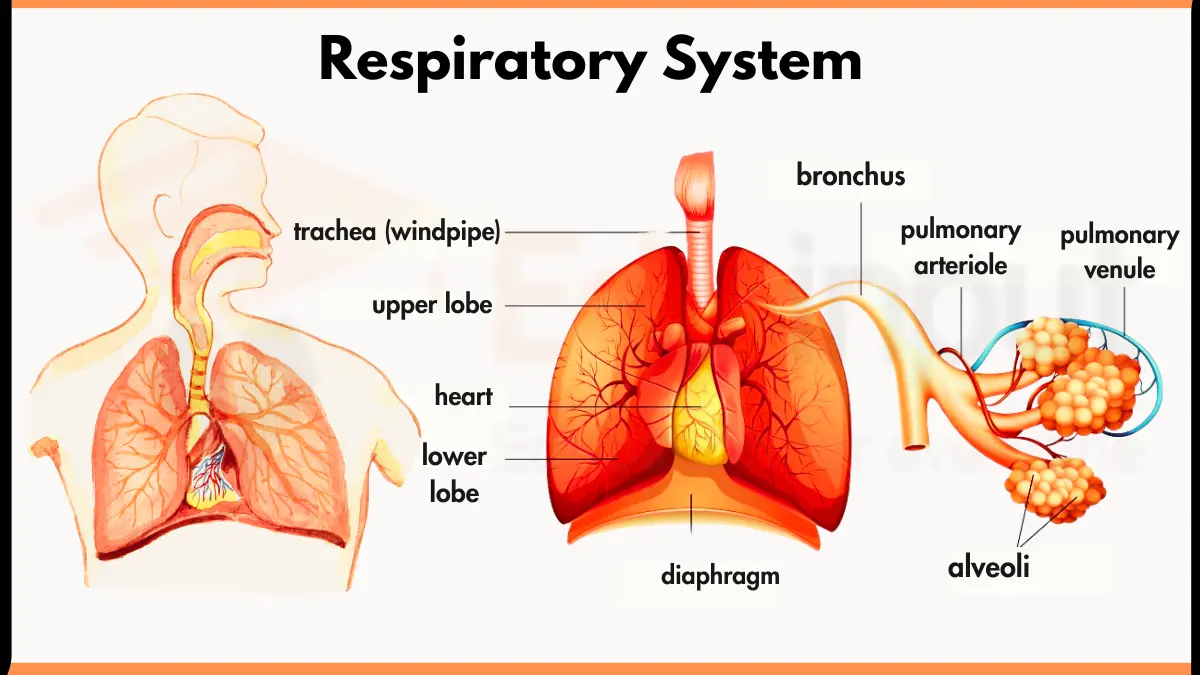 Human Respiratory System Diagram With Functions