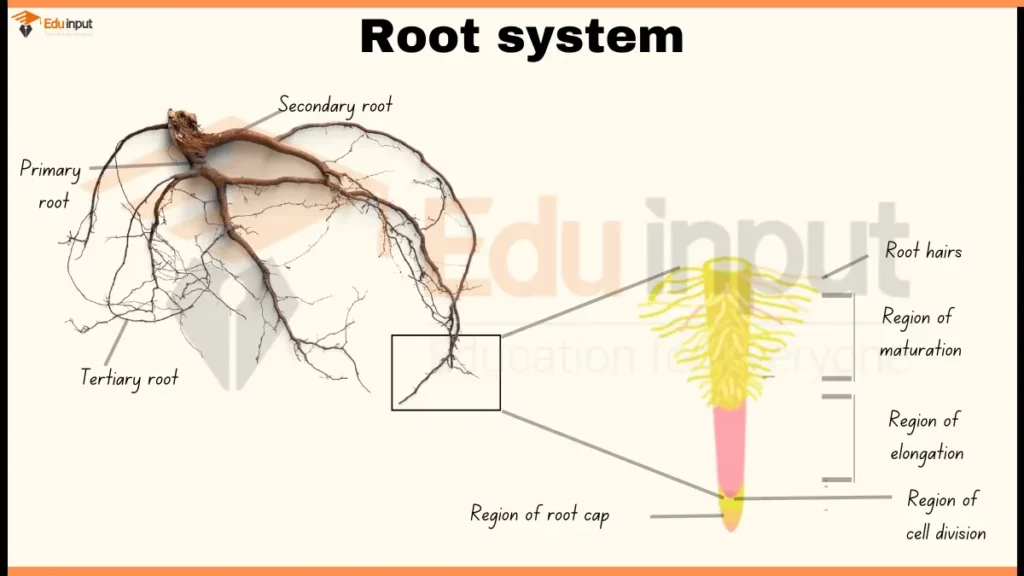 image showing plant Root System Diagram