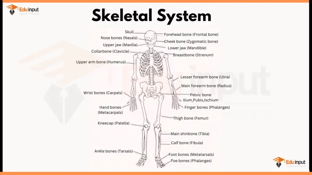 image showing Labeled Human Skeletal System Diagram