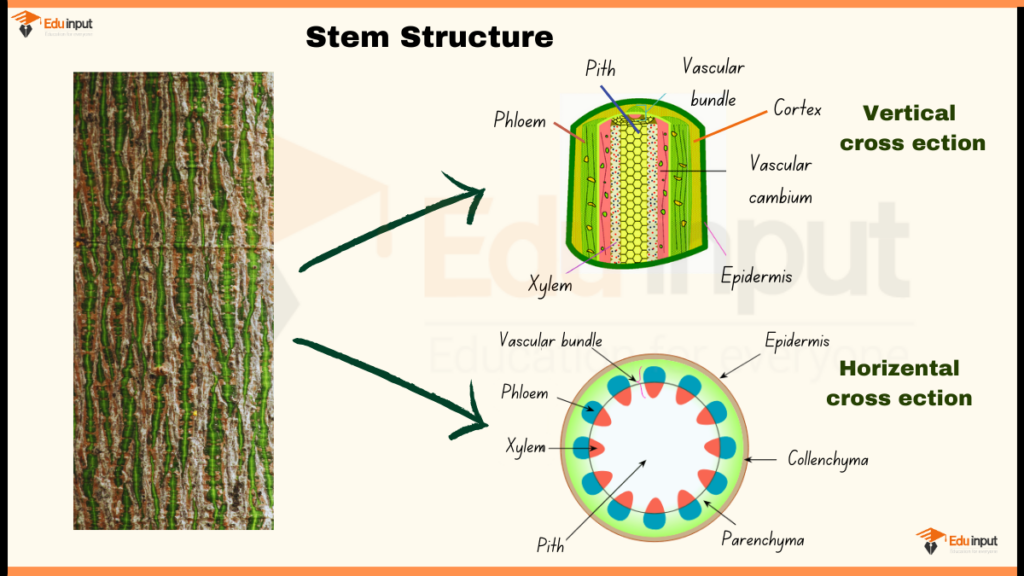 Stem Structure Diagram