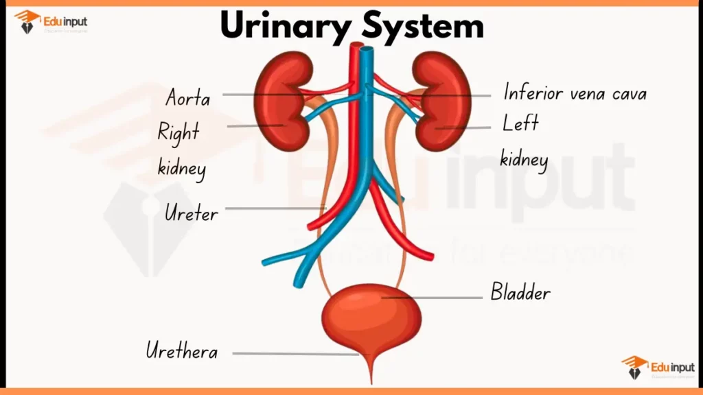 image showing Human Urinary System Diagram with labels