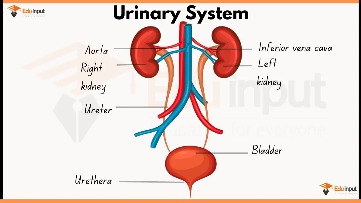 Human Urinary System Diagram-Parts and Functions