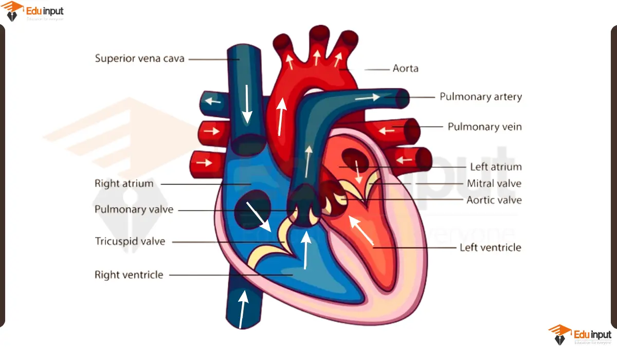 Labelled Human Heart Diagram