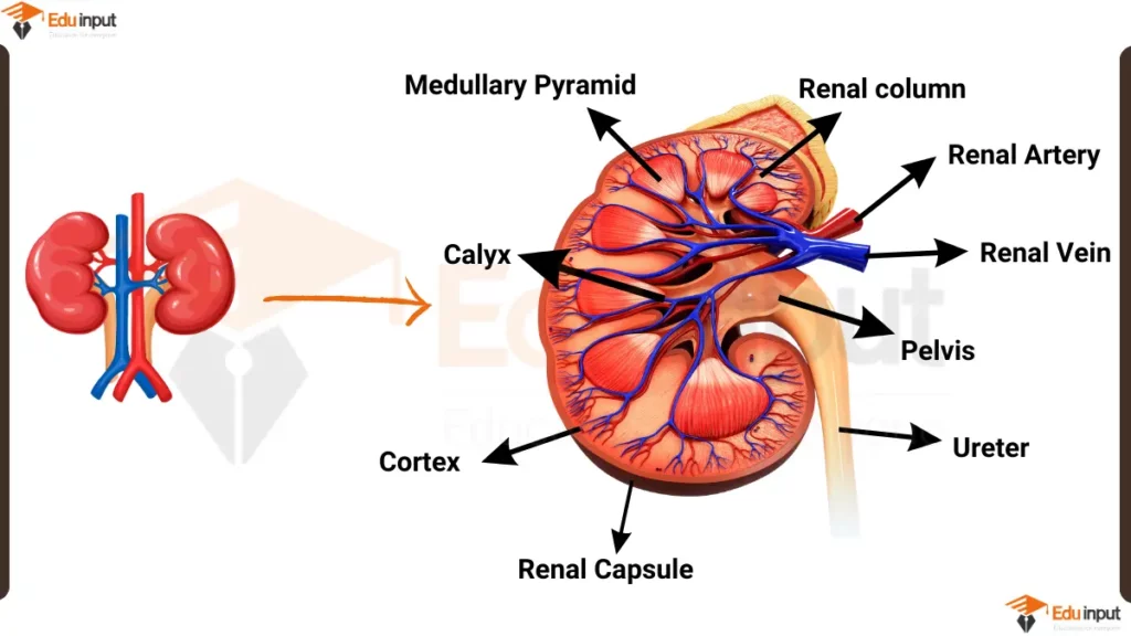 image showing Human Kidney Diagram with labels
