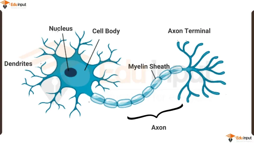 diagram of neuron