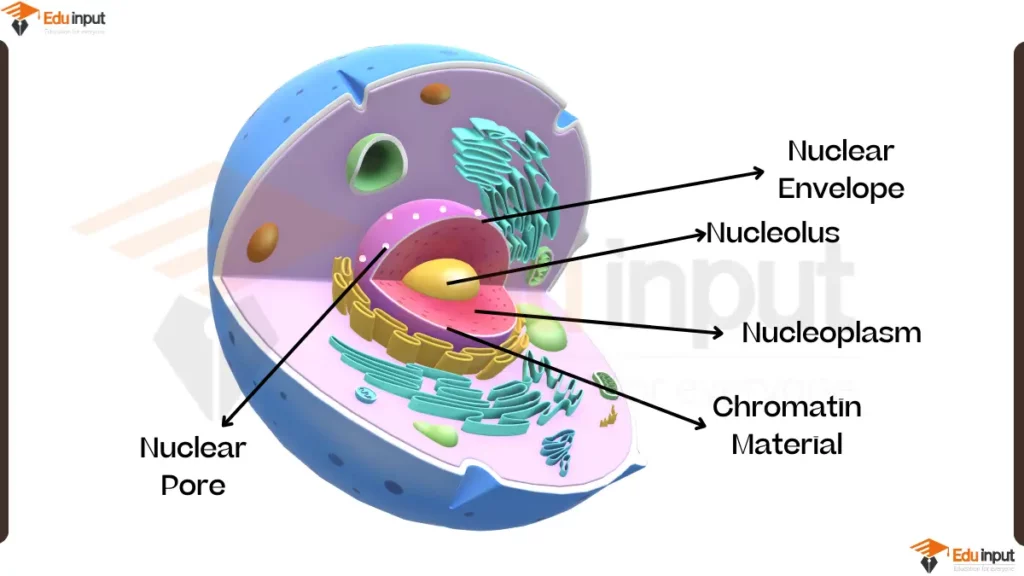 image showing labelled diagram of Cell Nucleus
