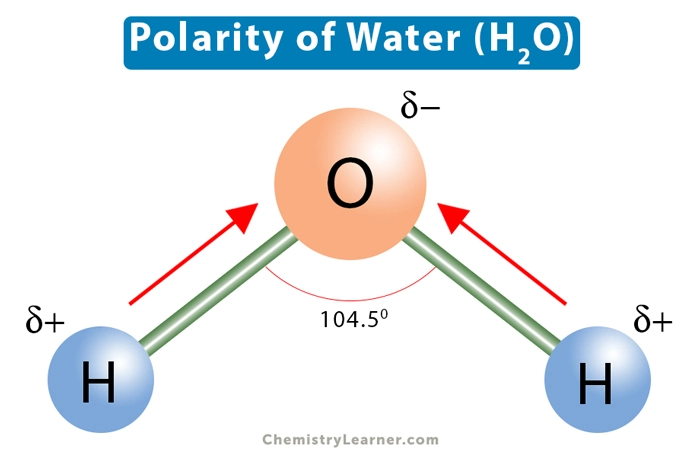 which atom in the water molecule is positively charged?