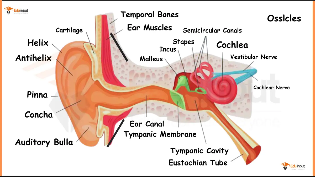 Human Ear Anatomy Diagram Explained