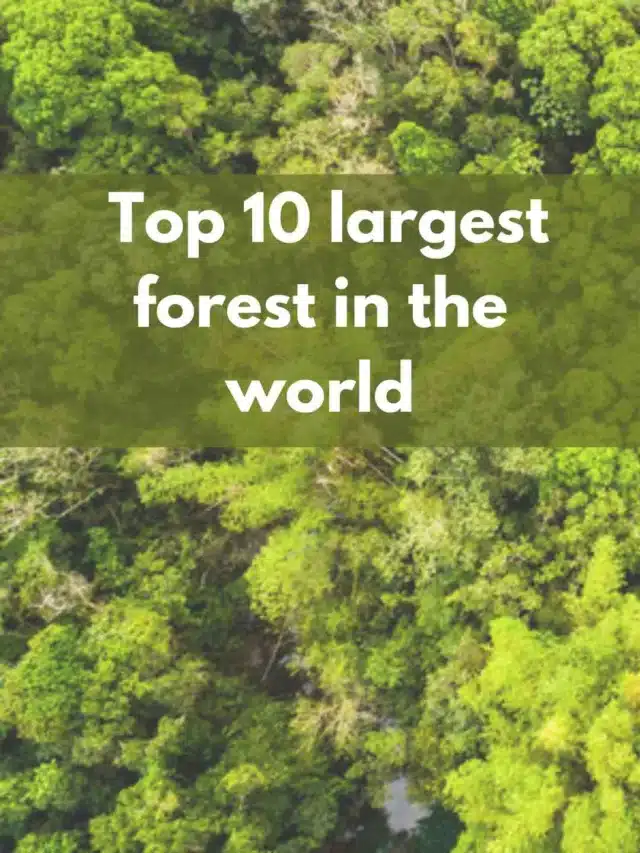 Top 10 largest forest in the world