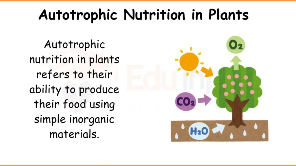 image showing what is Autotrophic Nutrition in Plants, and how they prepare food