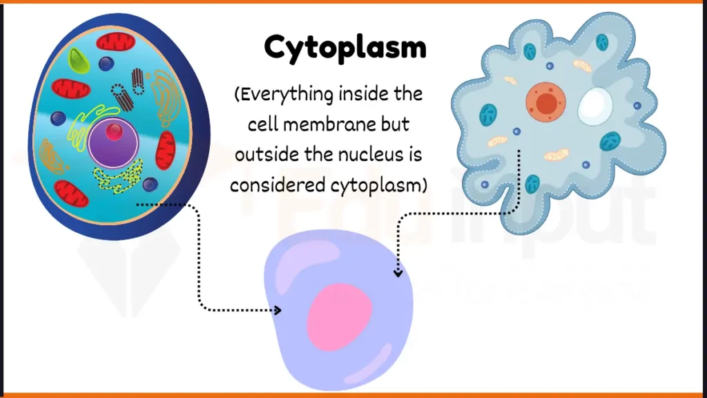 image showing cytoplasm