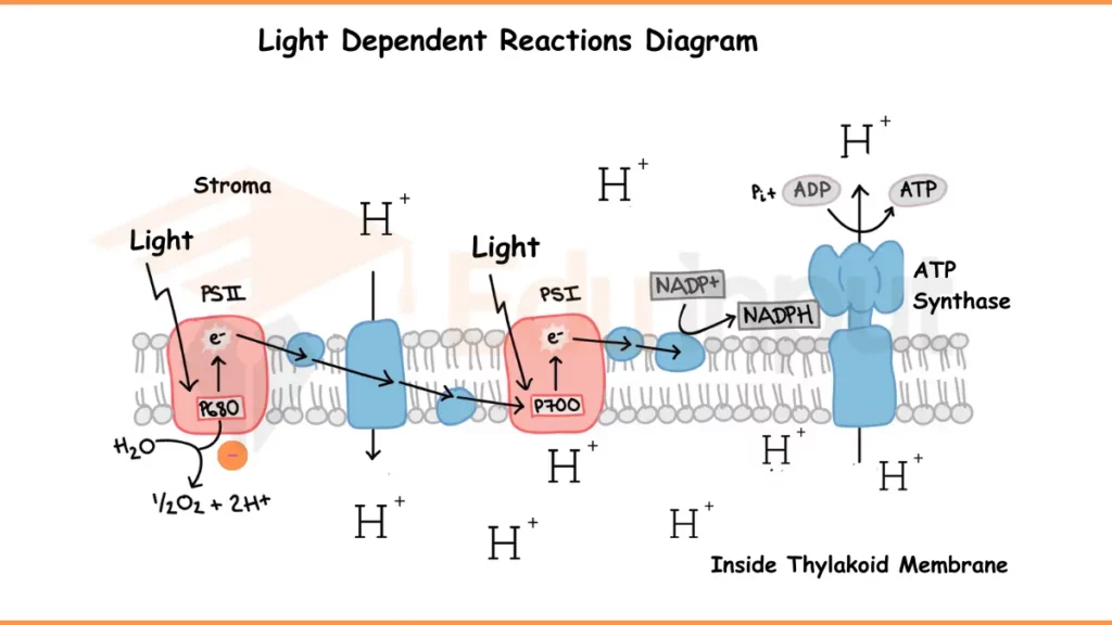 image showing Light Dependent Reactions Diagram