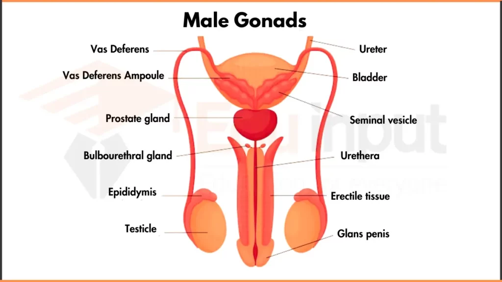 Male Gonad image