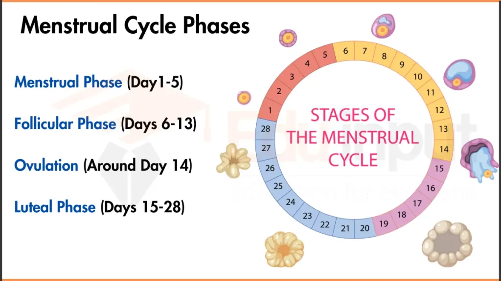 image showing Menstrual Cycle Phases