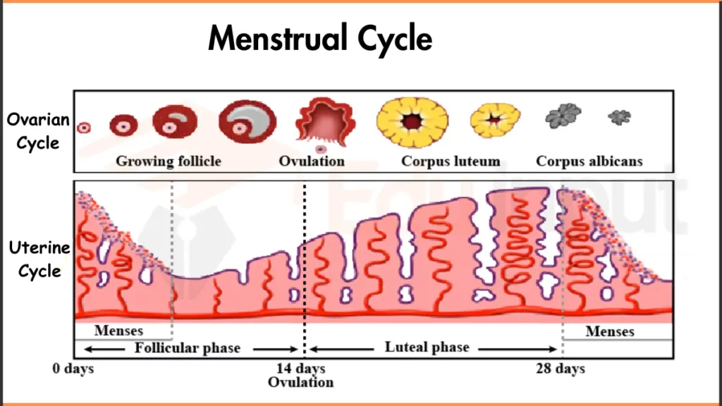 image showing Menstrual Cycle diagram