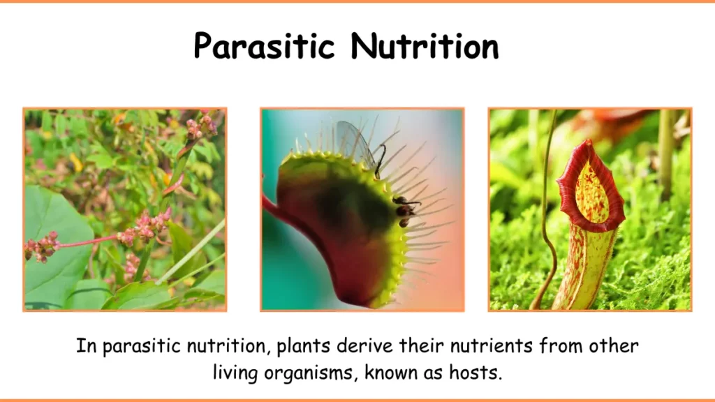 IMAGE SHOWING Parasitic Nutrition AS A MODE OF Nutrition  in plants