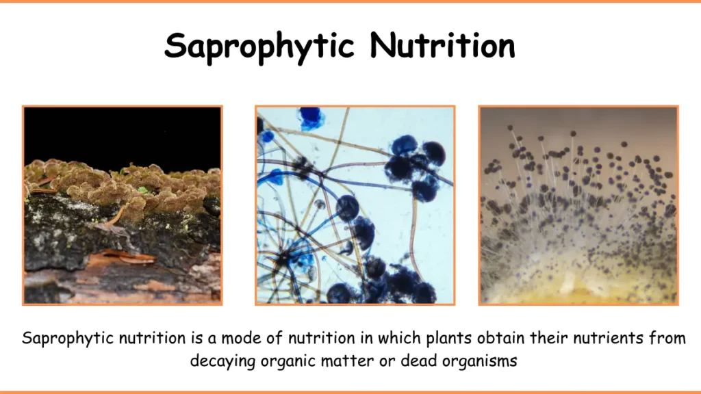 IMAGE SHOWING Saprophytic Nutrition AS A MODE OF Nutrition  in plants
