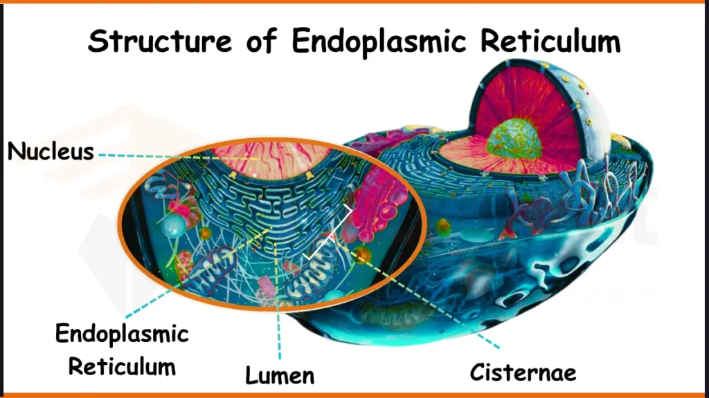 image showing Structure of Endoplasmic Reticulum diagram
