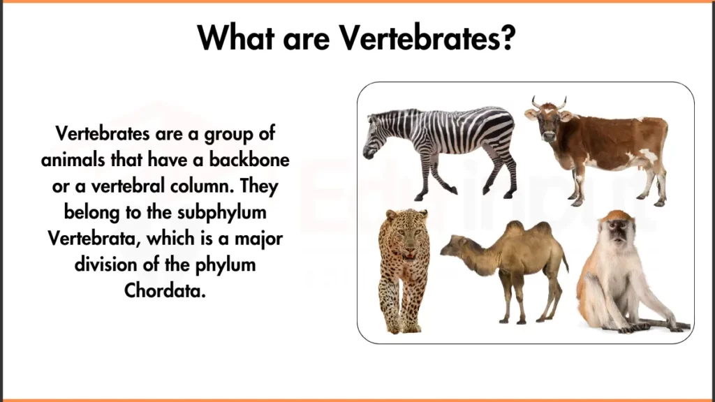 image showing What is Vertebrate and few examples of vertebrates