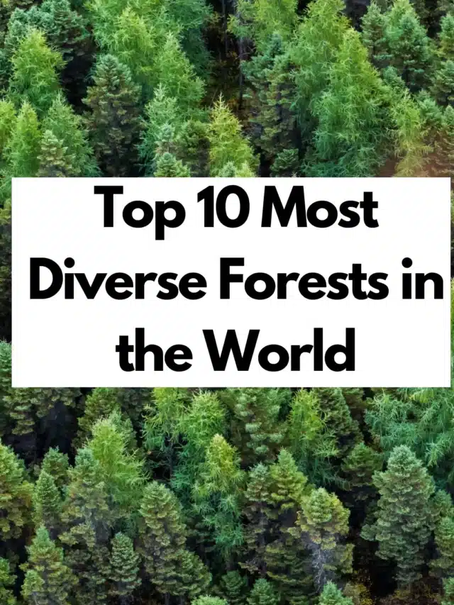 Top 10 Most Diverse Forests in the World