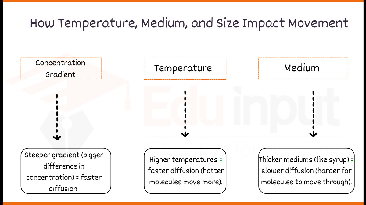 Diffusion Rates-How Temperature, Medium, and Size Impact Movement