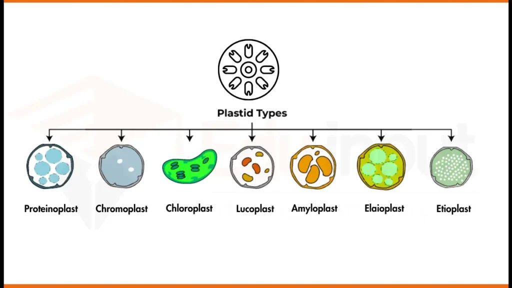 image showing Types of Plastids