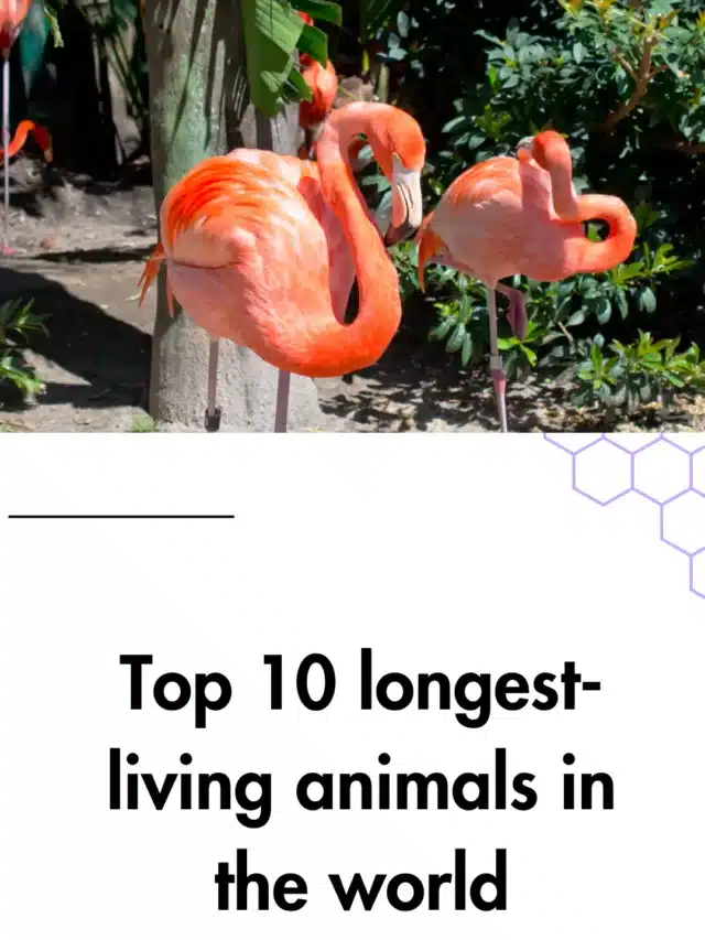 Top 10 longest-living animals in the world