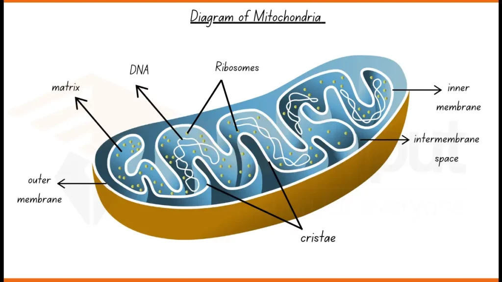 image showing Labelled Diagram of Cell Mitochondria 