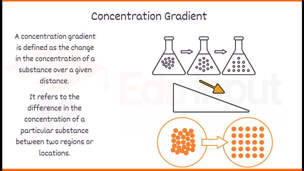 IMAGE SHOWING WHAT is Concentration Gradient