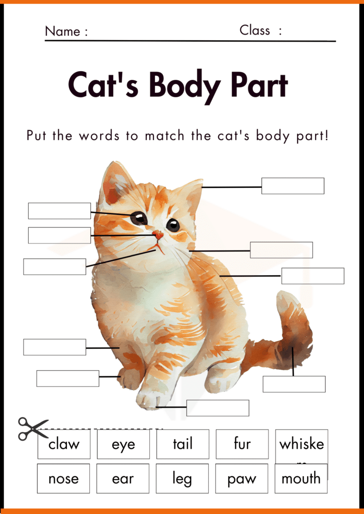 Cats Body Part Labelling Worksheet for kindergarten 1