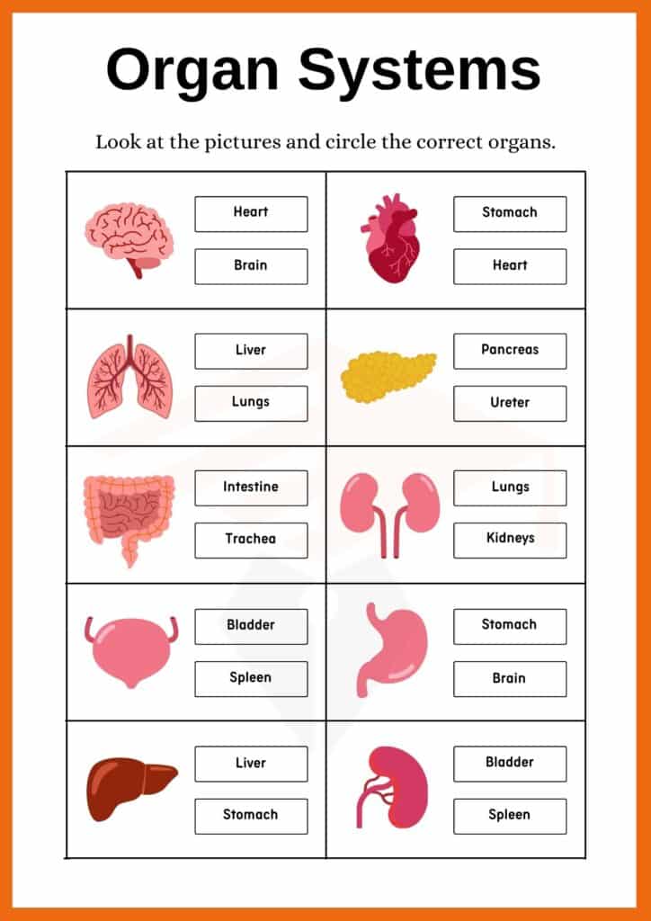 Circle the correct organ name worksheet of organ systems 2